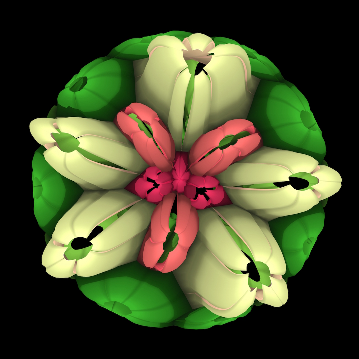 Phyllotaxis / Plant patterns / Apex