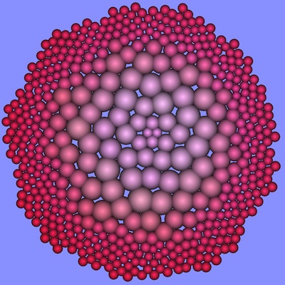 phyllotaxis