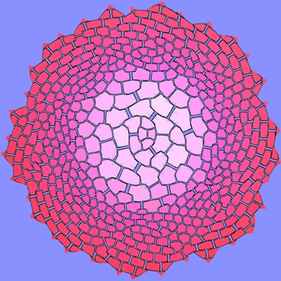 phyllotaxis