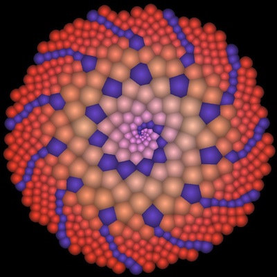 phyllotaxis