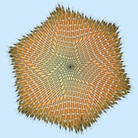 phyllotaxis