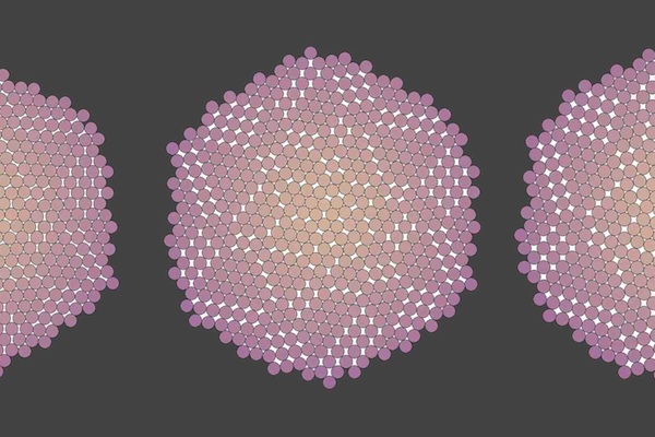 phyllotaxis