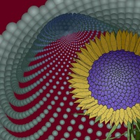 phyllotaxis